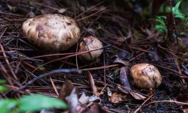 如何種植食用菌？