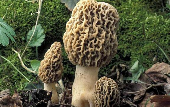 信邦建議：如何增強(qiáng)食用菌的市場競爭力