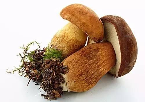 牛肝菌采收與加工