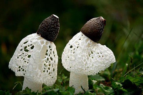 采收加工竹蓀的注意事項(xiàng)