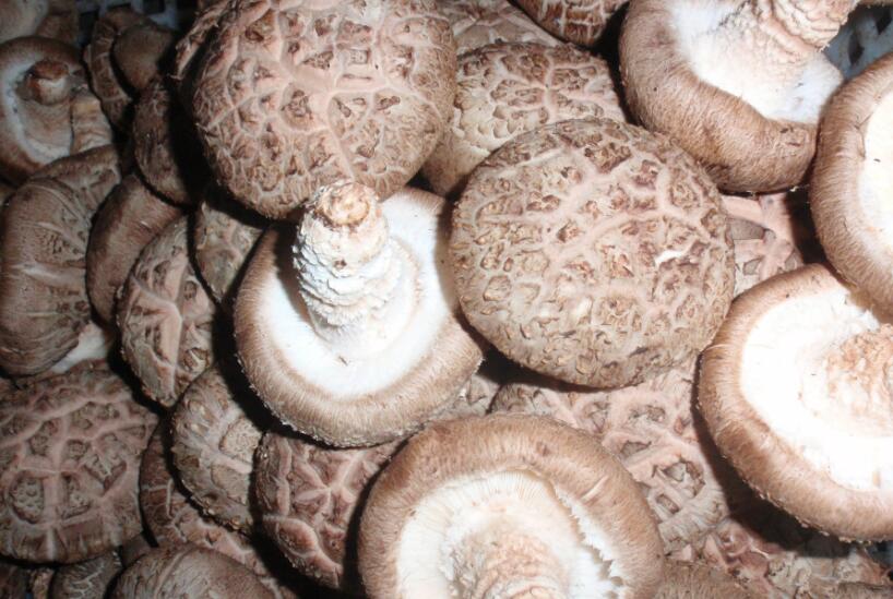 香菇加工的幾種方法