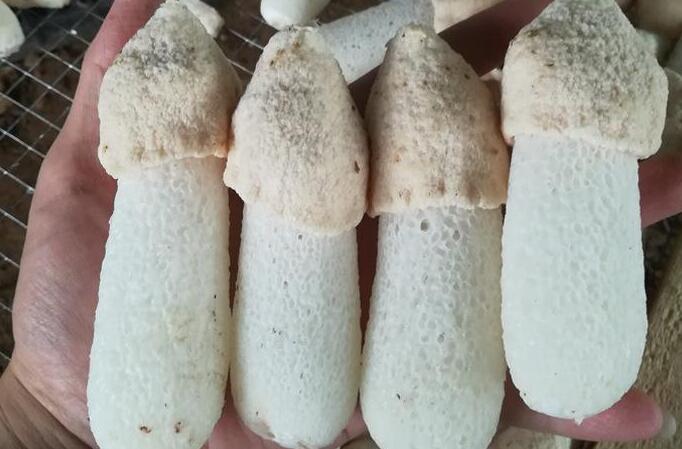 短裙竹蓀分級標準