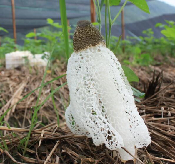 竹蓀的分級標(biāo)準(zhǔn)